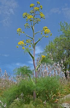 Plant Thapsia garganica on the mountains Sicily, Italy