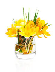 yellow crocus vernus (Spring Crocus) isolated on white backgroun