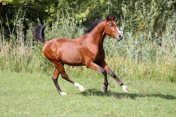 Arabian breed horse galloping on pasture against green reed