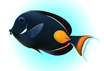 Achilles Tang or Surgeon Fish on blue background