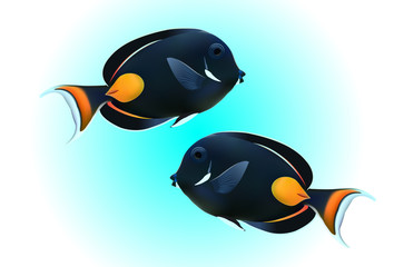 Obraz premium Achilles Tang or Surgeon Fish on blue background