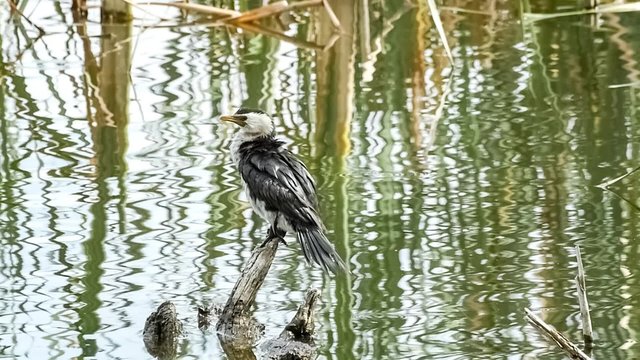 Black and white little shag bird calmly looking wetlands lake whilst standing on wood, slow motion 30p