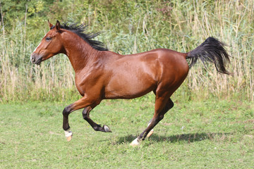 Obraz na płótnie Canvas Beautiful arabian breed horse running on the field