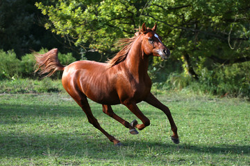 Arabian stallion runs gallop across summer meadow