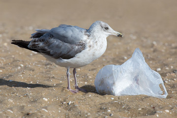 Möwe