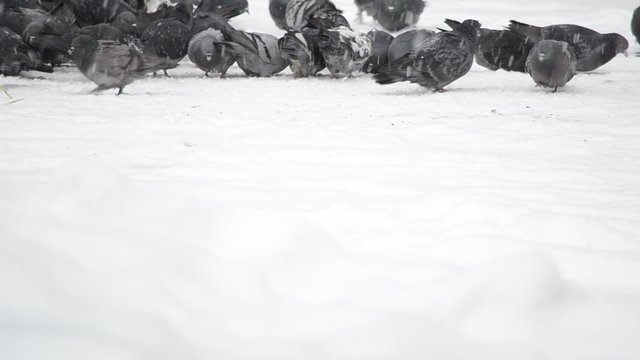 winter, pigeons