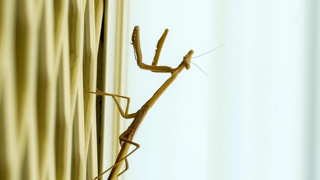Side view of large purple-winged mantis moving slowly upon backyard door