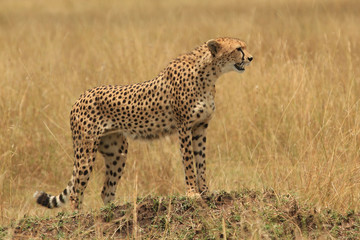 Guepardos Maasai
