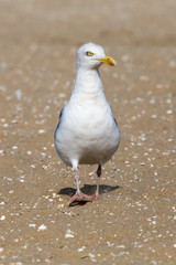 Möwe