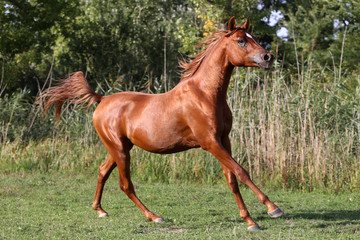 Fototapeta premium Thoroughbred young arabian stallion canter on summer corral