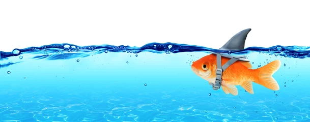 Kleiner Fisch mit Ambitionen eines großen Hais - Geschäftskonzept © Romolo Tavani