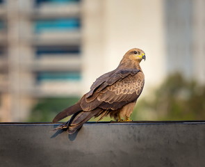 Black Kite perched high on a ledge in Bangalore. These birds are common scavengers in Bangalore and are easily recognized by looking up and seeing them soaring in the Bangalore sky searching food.