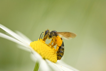 Wildbiene