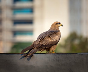 Black Kite perched high on a ledge in Bangalore. These birds are common scavengers in Bangalore and are easily recognized by looking up and seeing them soaring in the Bangalore sky searching food.