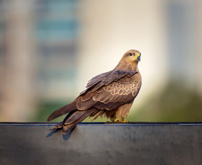 Black Kite perched high on a ledge in Bangalore. These birds are common scavengers in Bangalore and are easily recognized by looking up and seeing them soaring in the Bangalore sky searching food.