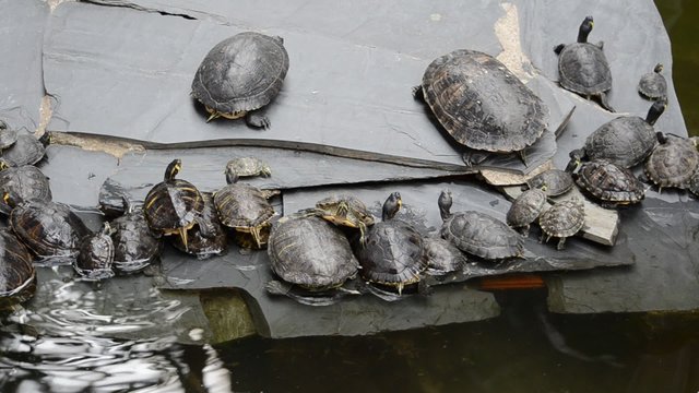 Turtles. Video is shot in Madrid, atocha railway station.