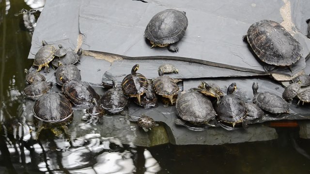 Turtles. Video is shot in Madrid, atocha railway station.