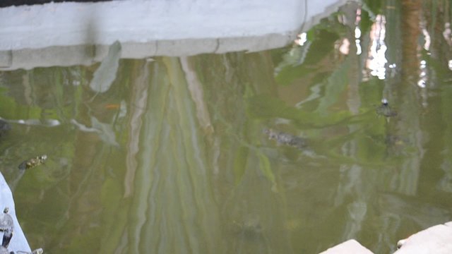 Turtles. Video is shot in Madrid, atocha railway station.