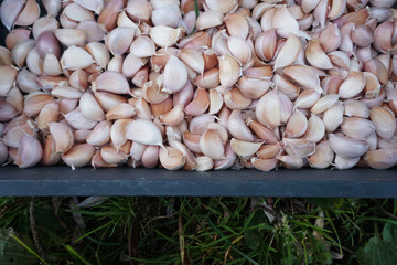 garlic bulblet and grass background