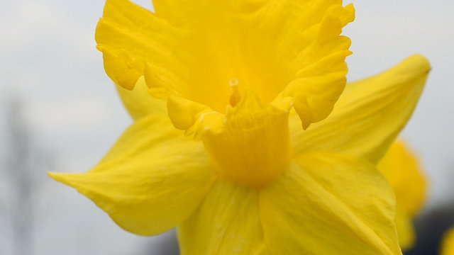 Spring flowers