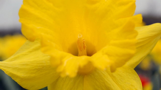 Spring flowers