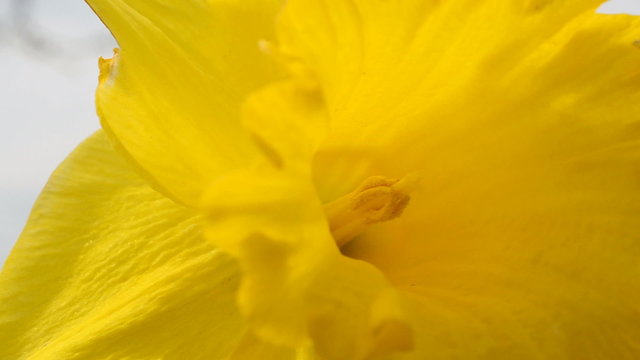 Spring flowers