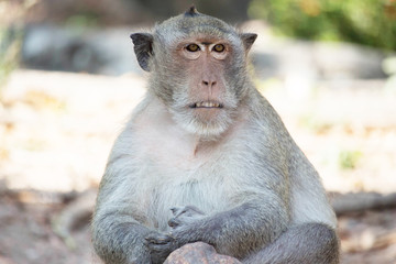 サルのポートレート
