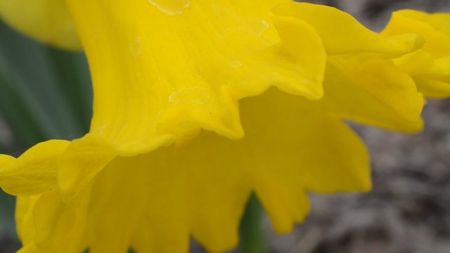 Spring flowers