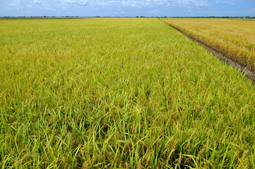 The Asian rice crop at Sekinchan, Malaysia..