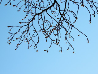 Branches of chestnut with buds against  blue sky