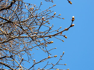 Branches of chestnut with buds against  blue sky