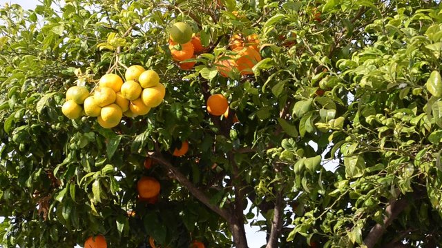 Orange tree in Spain. Chipiona, the city in Andalusia, Spain.