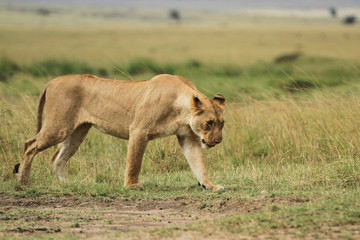 Leoa Maasai