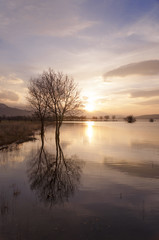 Fototapeta na wymiar Reflection of trees on the lake at sunset - Vertical