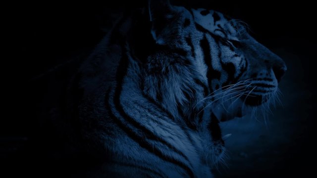 Tiger Yawns And Licks Lips In Night Jungle