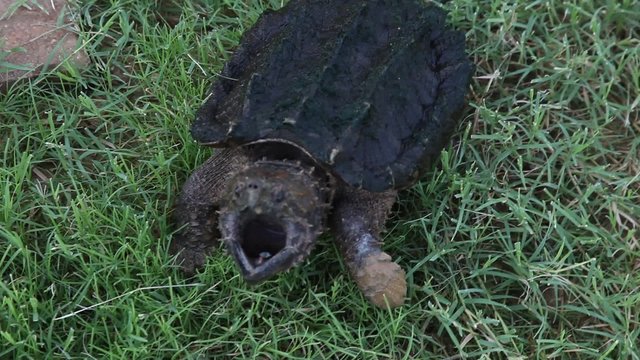 Alligator Snapping Turtle chasing camera.