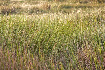 Green rice field at sunset