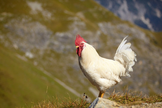 Huhn