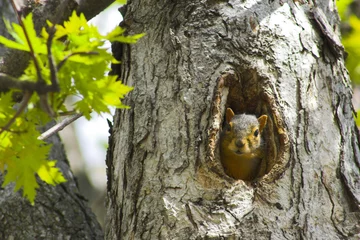 Foto op Canvas Eekhoorn in een boom © georgeburba