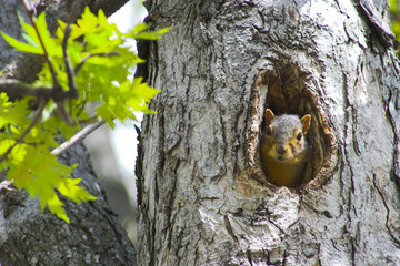 Squirrel in a tree