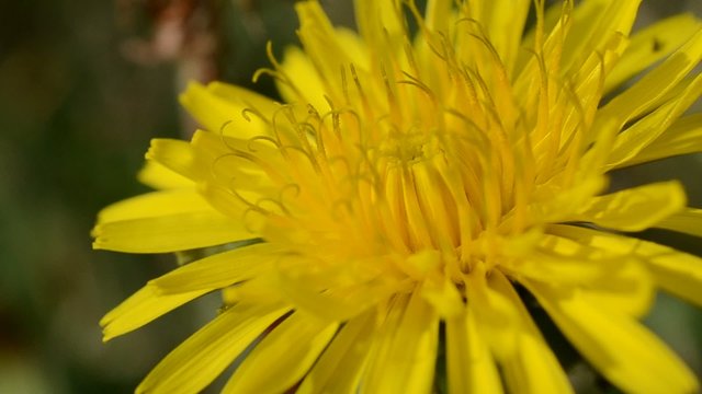 macro of a dandelion