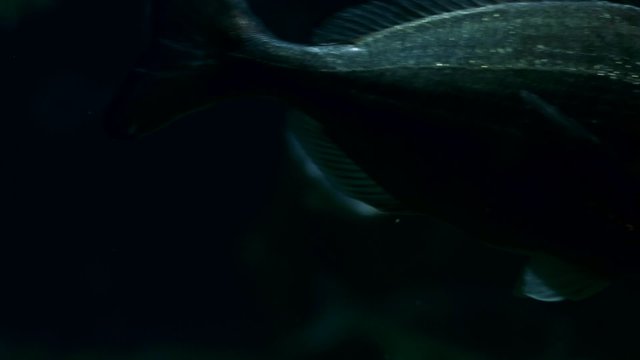 Deep water fish swimming