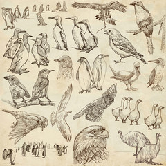 Animals around the World, BIRDS. Freehand drawings.