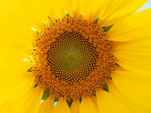 the sunflower and the sun lights