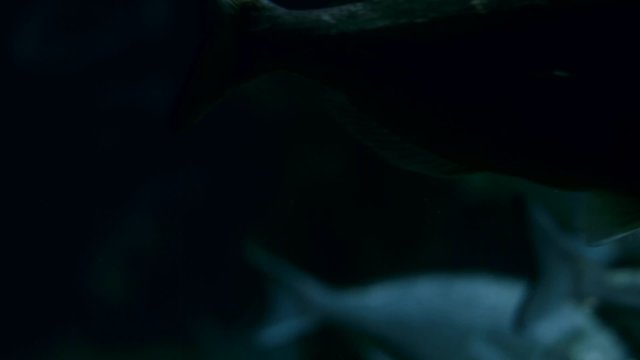 Deep water fish swimming