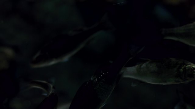 Deep water fish swimming