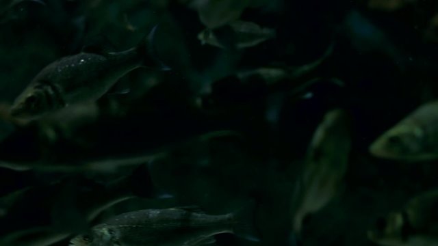 Deep water fish swimming