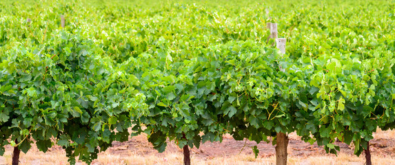 Fototapeta na wymiar Barossa valley winery