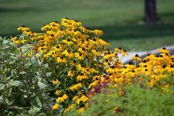 Obraz premium flowers