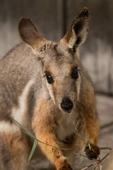 Wallaby